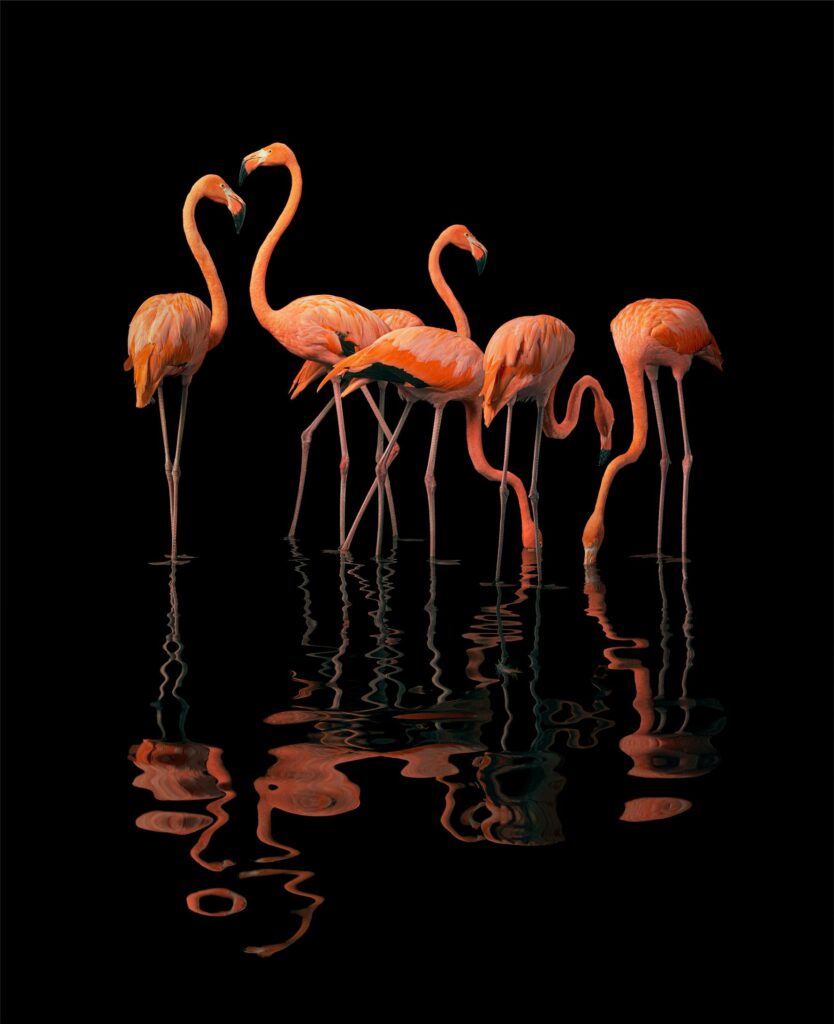 image by Tim Flach