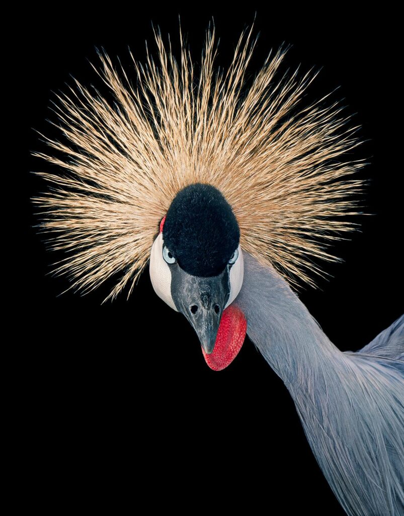 image by Tim Flach